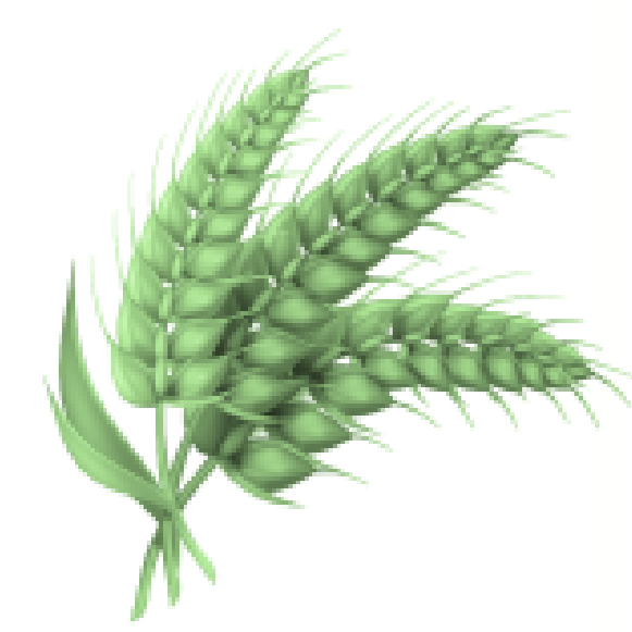 logo of Kyssa Farms | Certified organic & natural produce to your doorstep